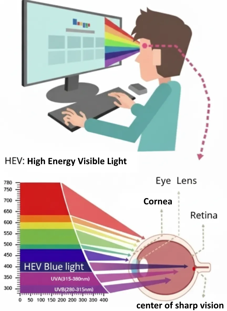 Blue light damages the retina